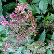 ARBORIX - 2 x Spirée Japonaise 'Genpei' - Spiraea Japonica 'Genpei' (= 'Shirobana')  - 20-25 cm pot - vignette