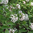 ARBORIX - Viorne farreri - Viburnum farreri  - 60-80 cm pot - vignette