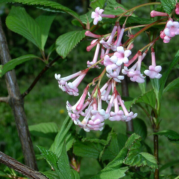 ARBORIX - Viorne farreri - Viburnum farreri  - 60-80 cm pot - large