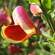 ARBORIX - 2 x Genêt 'Maria Burkwood' - Cytisus 'Maria Burkwood'  - 40-60 cm pot - vignette