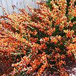 ARBORIX - 2 x Genêt 'Maria Burkwood' - Cytisus 'Maria Burkwood'  - 40-60 cm pot - vignette