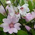 ARBORIX - 6 x Lavatère 'Barnsley' - Lavatera 'Barnsley'  - godet 9cm x 9cm - vignette