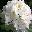 ARBORIX - Rhododendron 'Madame Masson' - Rhododendron 'Madame Masson'  - 40-50 cm pot - vignette