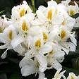 ARBORIX - Rhododendron 'Madame Masson' - Rhododendron 'Madame Masson'  - 40-50 cm pot - vignette