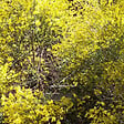 ARBORIX - 2 x Genêt précoce - Cytisus praecox  - 40-60 cm pot - vignette