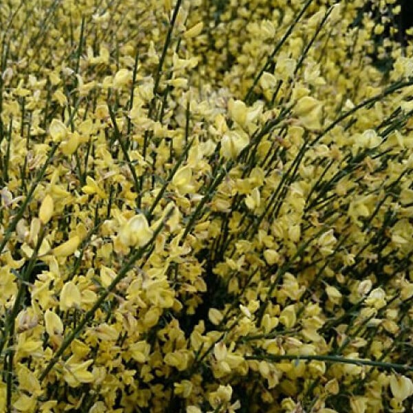 ARBORIX - 2 x Genêt précoce - Cytisus praecox  - 40-60 cm pot - large