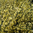 ARBORIX - 2 x Genêt précoce - Cytisus praecox  - 40-60 cm pot - vignette