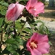 ARBORIX - Mauve en arbre 'Pink Giant' - Hibiscus syriacus 'Pink Giant' ('Flogi')  - 40-60 cm pot - vignette