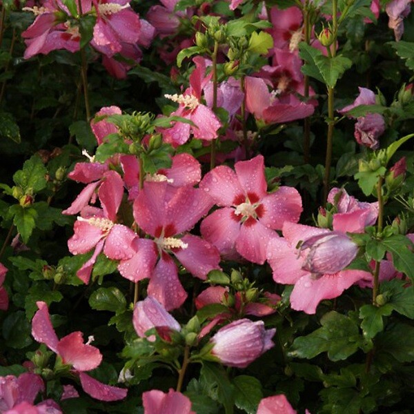ARBORIX - Mauve en arbre 'Pink Giant' - Hibiscus syriacus 'Pink Giant' ('Flogi')  - 40-60 cm pot - large