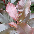 ARBORIX - 2 x Photinia fraseri 'Camilvy' - Photinia fraseri 'Camilvy'  - 40-60 cm pot - vignette