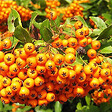 ARBORIX - 2 x Buisson ardent 'Golden Charmer' - Pyracantha 'Golden Charmer'  - 60-80 cm pot - vignette