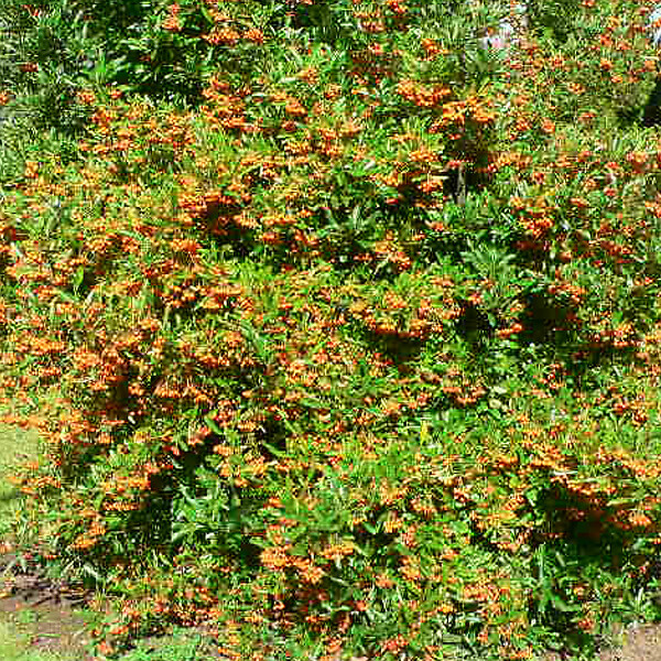 ARBORIX - 2 x Buisson ardent 'Golden Charmer' - Pyracantha 'Golden Charmer'  - 60-80 cm pot - large