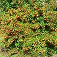 ARBORIX - 2 x Buisson ardent 'Golden Charmer' - Pyracantha 'Golden Charmer'  - 60-80 cm pot - vignette