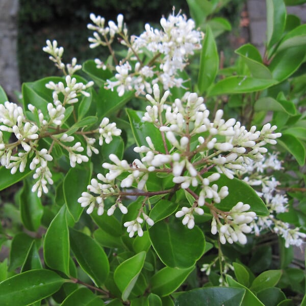 ARBORIX - 2 x Ligustrum japonicum 'Texanum' - Ligustrum Japonicum 'Texanum'  - 30-40 cm pot - large