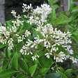 ARBORIX - 2 x Ligustrum japonicum 'Texanum' - Ligustrum Japonicum 'Texanum'  - 30-40 cm pot - vignette