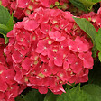 ARBORIX - 2 x Hortensia 'Leuchtfeuer' - Hydrangea macrophylla 'Leuchtfeuer'  - 25-30 cm pot - vignette