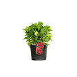ARBORIX - 2 x Hortensia 'Leuchtfeuer' - Hydrangea macrophylla 'Leuchtfeuer'  - 25-30 cm pot - vignette