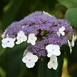 ARBORIX - 2 x Hortensia villosa - Hydrangea villosa  - 25-30 cm pot - vignette