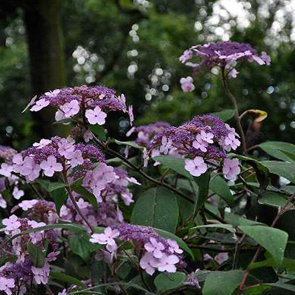 ARBORIX - 2 x Hortensia villosa - Hydrangea villosa  - 25-30 cm pot - large