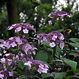 ARBORIX - 2 x Hortensia villosa - Hydrangea villosa  - 25-30 cm pot - vignette