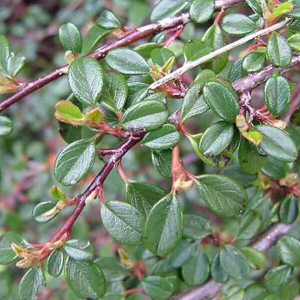 ARBORIX - 2 x Cotonéaster à petites feuilles - Cotoneaster Microphyllus  - 30-40 cm pot - large