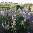 ARBORIX - 2 x Poivre de moine 'Latifolia' - Vitex agnus-castus  - 30-40 cm pot - vignette