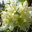 ARBORIX - 2 x Rhododendron 'Shamrock' - Rhododendron 'Shamrock'  - 20-30 cm pot - vignette