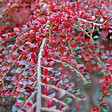 ARBORIX - 2 x Cotonéaster rampant - Cotoneaster Horizontalis  - 20-25 cm pot - vignette