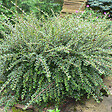 ARBORIX - 2 x Cotonéaster rampant - Cotoneaster Horizontalis  - 20-25 cm pot - vignette