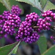 ARBORIX - 2 x Arbuste aux bonbons 'Profusion' - Callicarpa Bodinieri 'Profusion'  - 40-60 cm pot - vignette