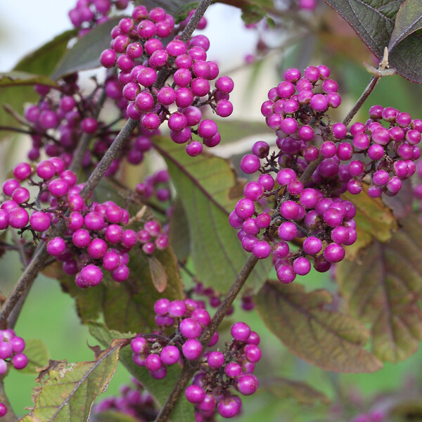 ARBORIX - 2 x Arbuste aux bonbons 'Profusion' - Callicarpa Bodinieri 'Profusion'  - 40-60 cm pot - large