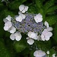 ARBORIX - 2 x Hortensia 'Teller White' - Hydrangea 'Teller White'  - 25-30 cm pot - vignette