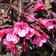 ARBORIX - 2 x Weigela de Floride 'Alexandra' - Weigela florida 'Wine & Roses' ('Alexandra')  - 40-50 cm pot - vignette
