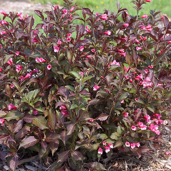 ARBORIX - 2 x Weigela de Floride 'Alexandra' - Weigela florida 'Wine & Roses' ('Alexandra')  - 40-50 cm pot - large