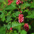 ARBORIX - 2 x Neillia affine - Neillia affinis  - 40-60 cm pot - vignette