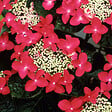 ARBORIX - 2 x Hortensia 'Teller Red' - Hydrangea 'Teller Red'  - 25-30 cm pot - vignette