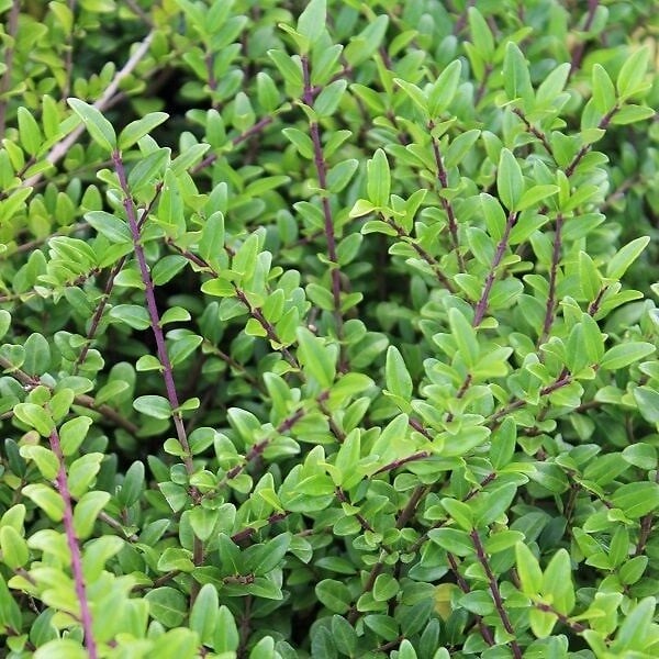 ARBORIX - 6 x Chèvrefeuille à feuilles de buis - Lonicera nitida 'Hohenheimer Findling'  - godet 9cm x 9cm - large