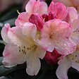 ARBORIX - Rhododendron 'Percy Wiseman' - Rhododendron 'Percy Wiseman'  - 40-50 cm pot - vignette