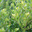 ARBORIX - 2 x Houx crénelé 'Green Hedge' - Ilex Crenata 'Green Hedge'  - 30-40 cm pot - vignette