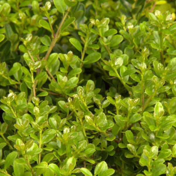 ARBORIX - 2 x Houx crénelé 'Green Hedge' - Ilex Crenata 'Green Hedge'  - 30-40 cm pot - large