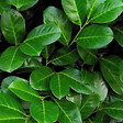 ARBORIX - 2 x Laurier-Cerise 'Rotundifolia' - Prunus Laurocerasus 'Rotundifolia'  - 40-60 cm pot - vignette