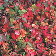 ARBORIX - 2 x Fusain persistant 'Coloratus' - Euonymus fortunei 'Coloratus'  - 20-30 cm pot - vignette