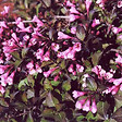 ARBORIX - 2 x Weigela florida 'Nana Purpurea' - Weigela florida 'Nana Purpurea'  - 30-40 cm pot - vignette