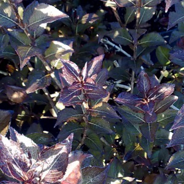 ARBORIX - 2 x Weigela florida 'Nana Purpurea' - Weigela florida 'Nana Purpurea'  - 30-40 cm pot - large