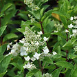 ARBORIX - 2 x Hortensia paniculé 'Unique' - Hydrangea paniculata 'Unique'  - 40-50 cm pot - vignette