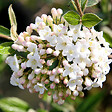 ARBORIX - 2 x Viorne du Burkwood - Viburnum Burkwoodii  - 40-60 cm pot - vignette