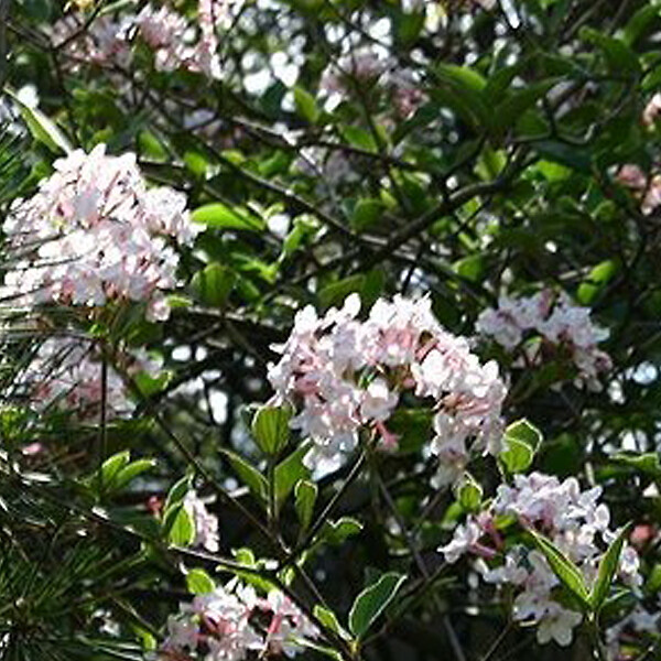 ARBORIX - 2 x Viorne du Burkwood - Viburnum Burkwoodii  - 40-60 cm pot - large