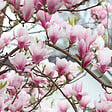 ARBORIX - Magnolia soulangiana - Magnolia Soulangiana  - 60-80 cm pot - vignette