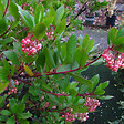 ARBORIX - Arbre à fraises - Arbutus unedo 'Compacta'  - 40-50 cm pot - vignette