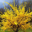 ARBORIX - 2 x Mimosa de Paris 'Lynwood' - Forsythia intermedia 'Lynwood'  - 50-60 cm pot - vignette